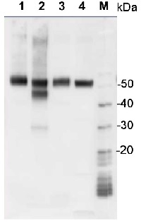 Rabbit anti-Chicken IgY (H&L), HRP conjugated in the group Secondary Antibodies / Anti-Chicken  / HRP (horse radish peroxidase) at Agrisera AB (Antibodies for research) (AS10 1489)